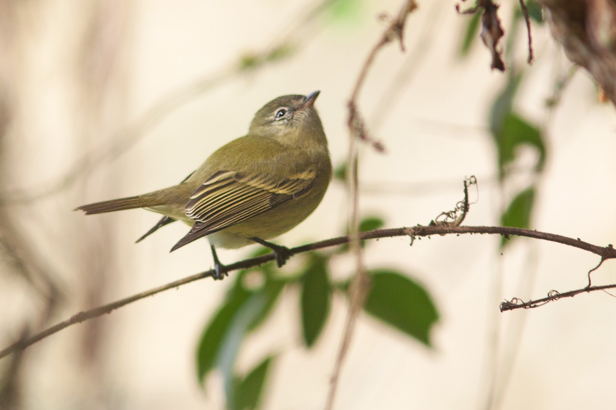 Rough-legged Tyrannulet - Natxo Areta