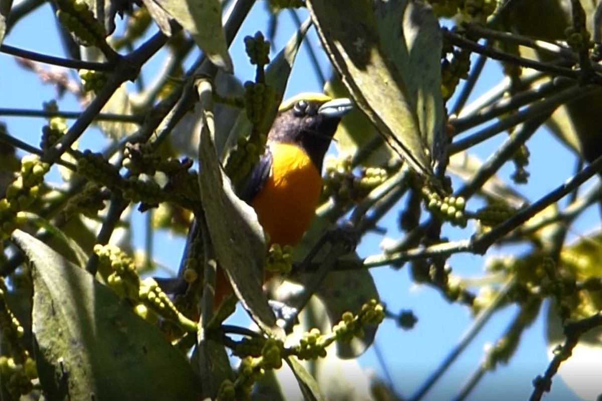 Orange-crowned Euphonia - ML315384221