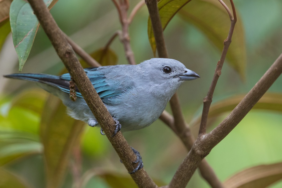 Azure-shouldered Tanager - ML315384541