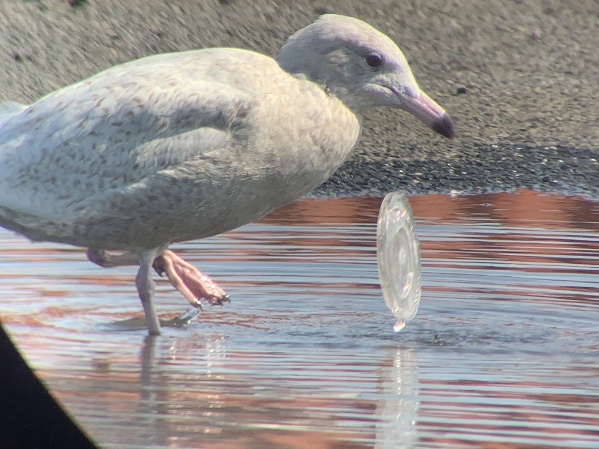 Glaucous Gull - ML315384701