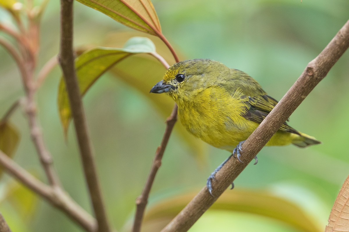 Violaceous Euphonia - ML315385501