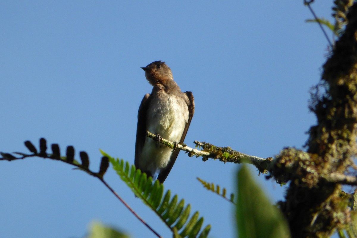 Southern Rough-winged Swallow - ML315386121