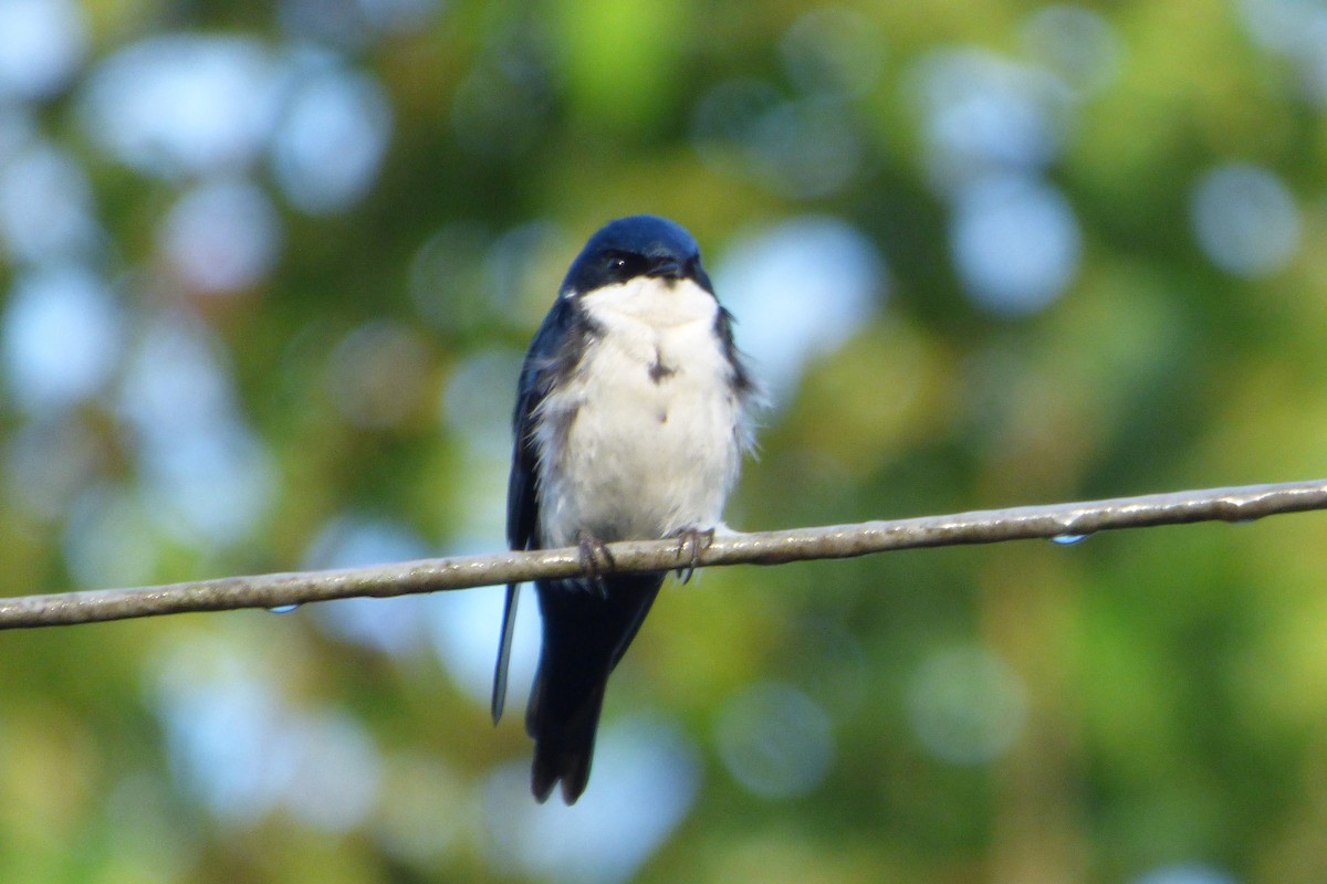Blue-and-white Swallow - ML315386441