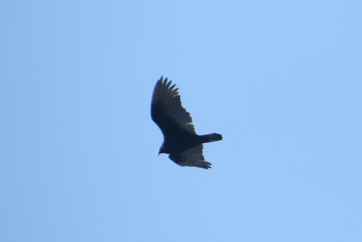Turkey Vulture - ML315389561