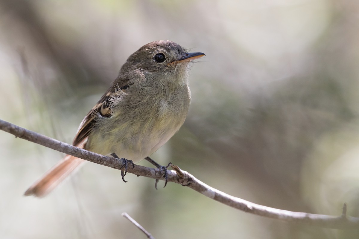 Euler's Flycatcher - ML315389631