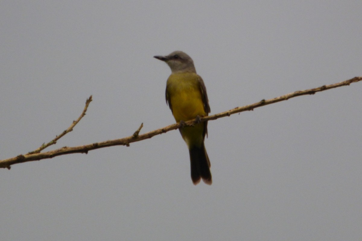 Tropical Kingbird - ML315389691