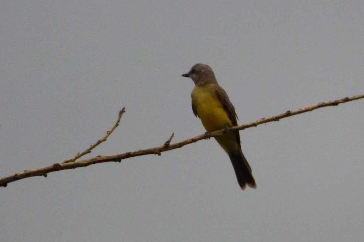 Tropical Kingbird - ML315389711