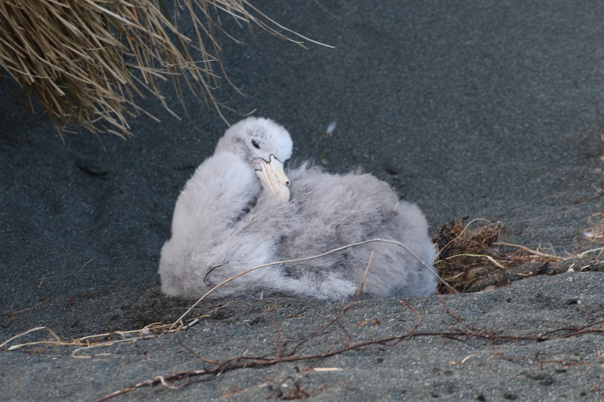 Southern/Northern Giant-Petrel - ML315389761