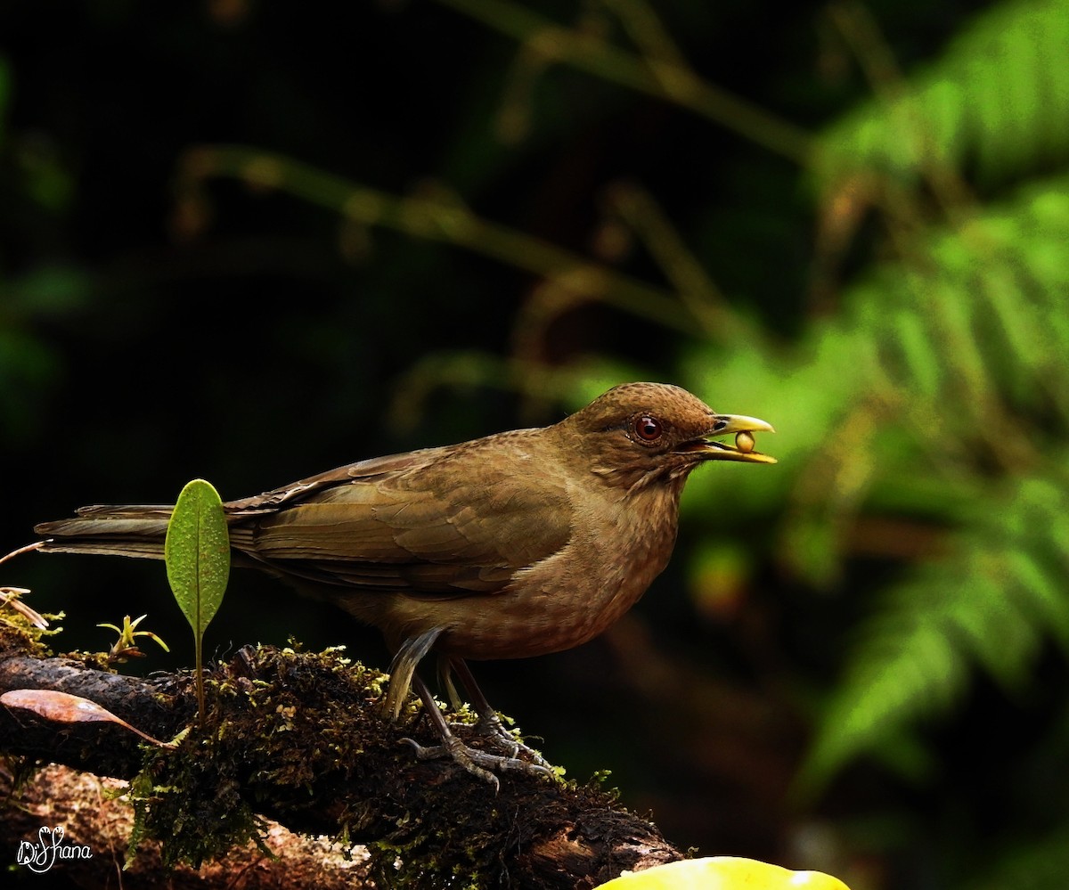 Clay-colored Thrush - ML315392161