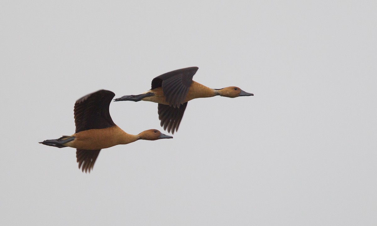 Fulvous Whistling-Duck - Chris Wood