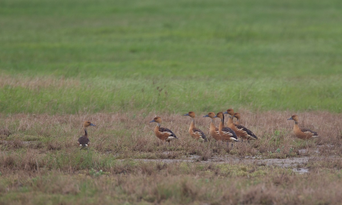 Fulvous Whistling-Duck - Chris Wood