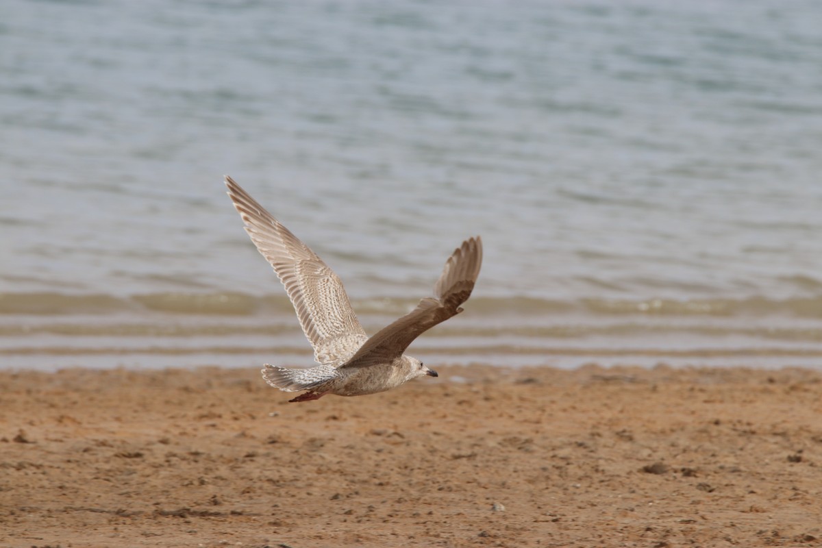 Iceland Gull (Thayer's) - ML315394081