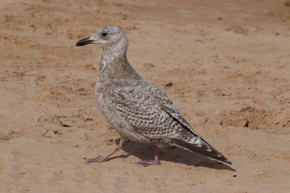 Iceland Gull (Thayer's) - ML315394101