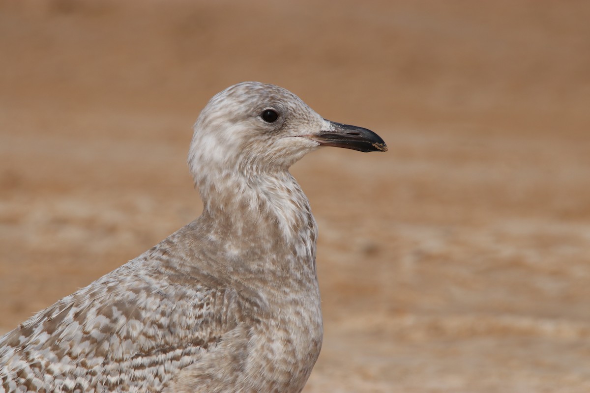 Iceland Gull (Thayer's) - ML315394111