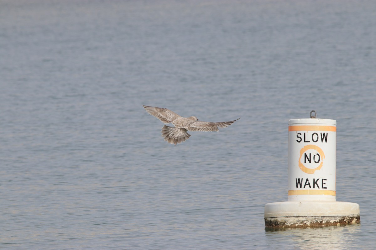 Iceland Gull (Thayer's) - ML315394131