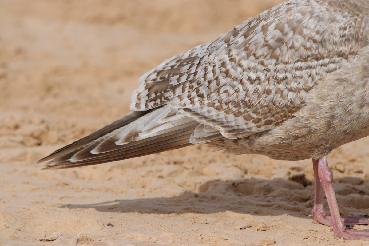 Iceland Gull (Thayer's) - ML315394151