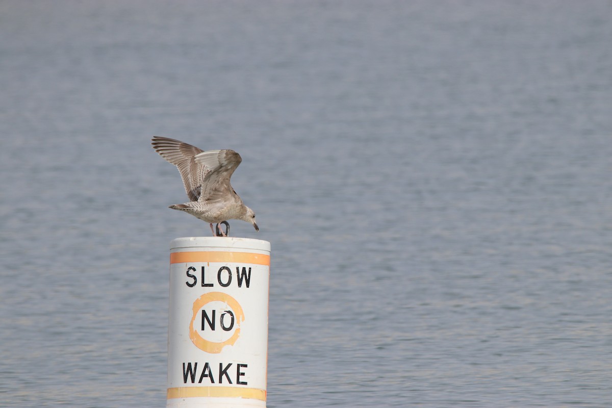 Iceland Gull (Thayer's) - ML315394231