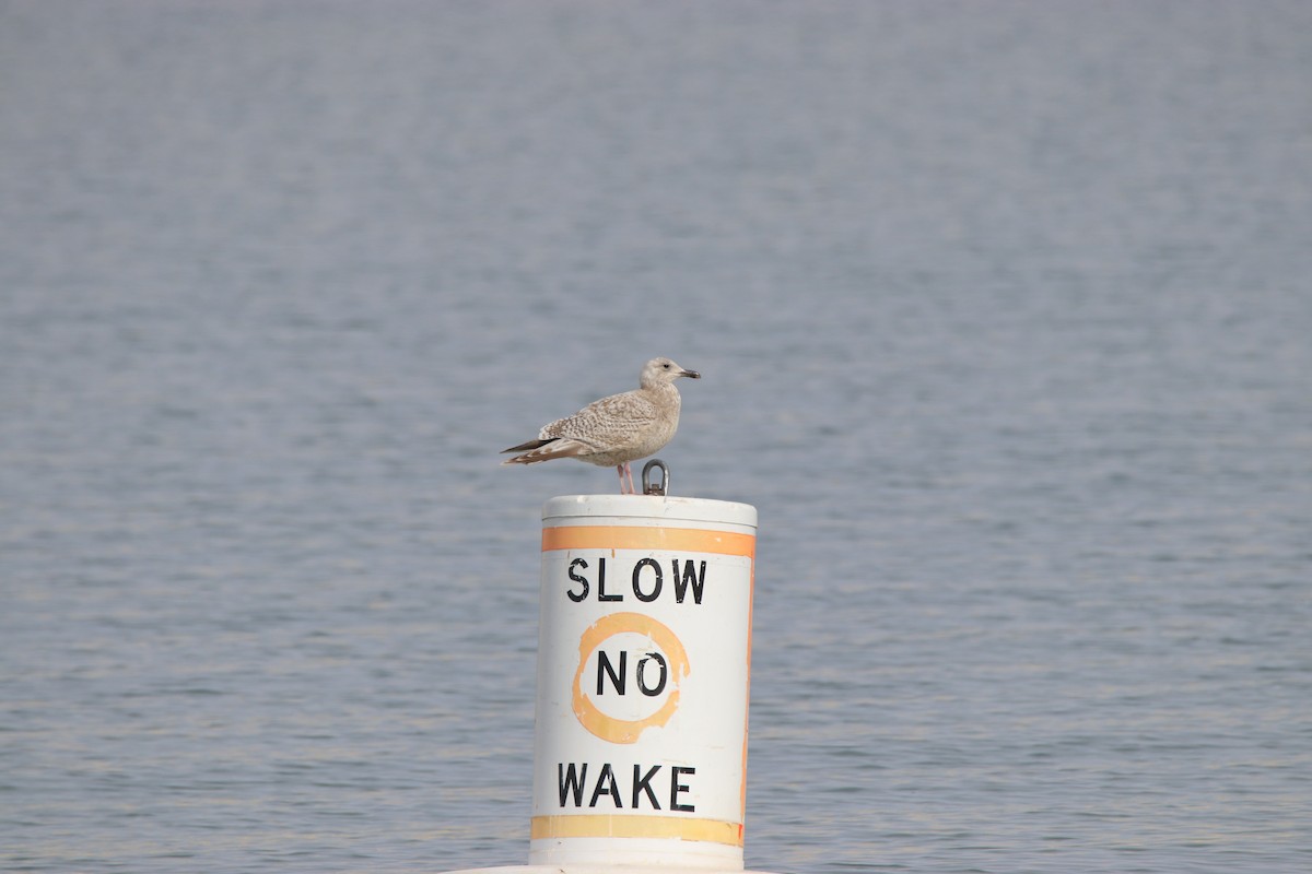 Iceland Gull (Thayer's) - Roy Morris