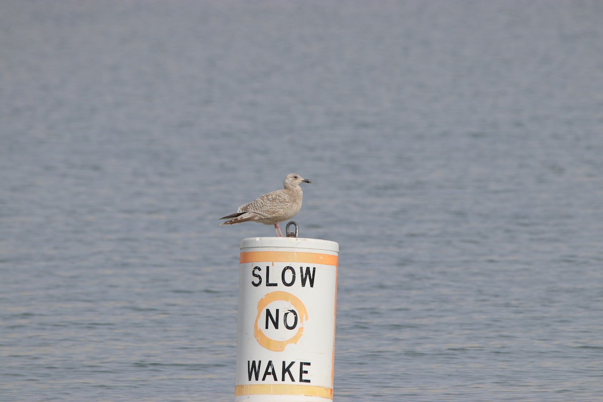 Iceland Gull (Thayer's) - ML315394291