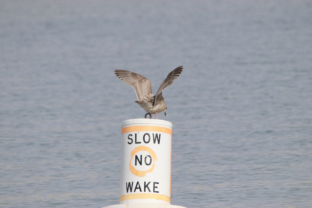 Iceland Gull (Thayer's) - ML315394341