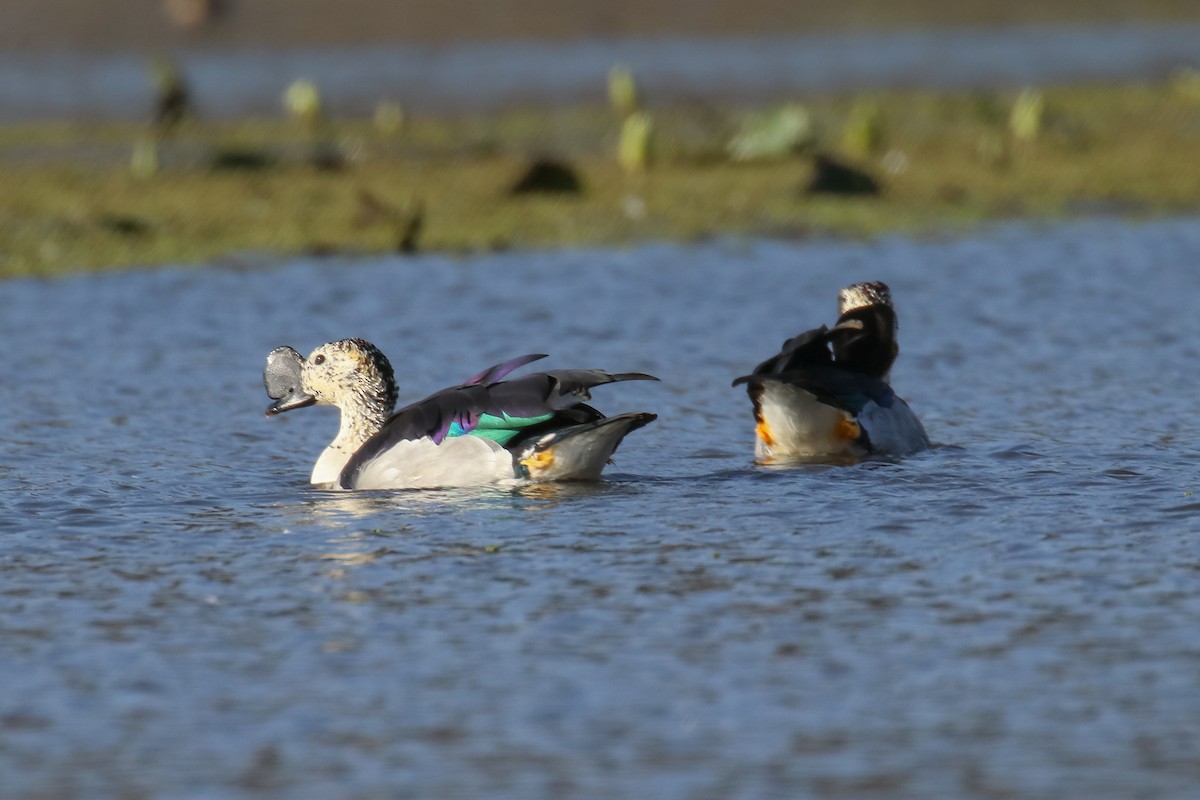 Knob-billed Duck - Fikret Ataşalan