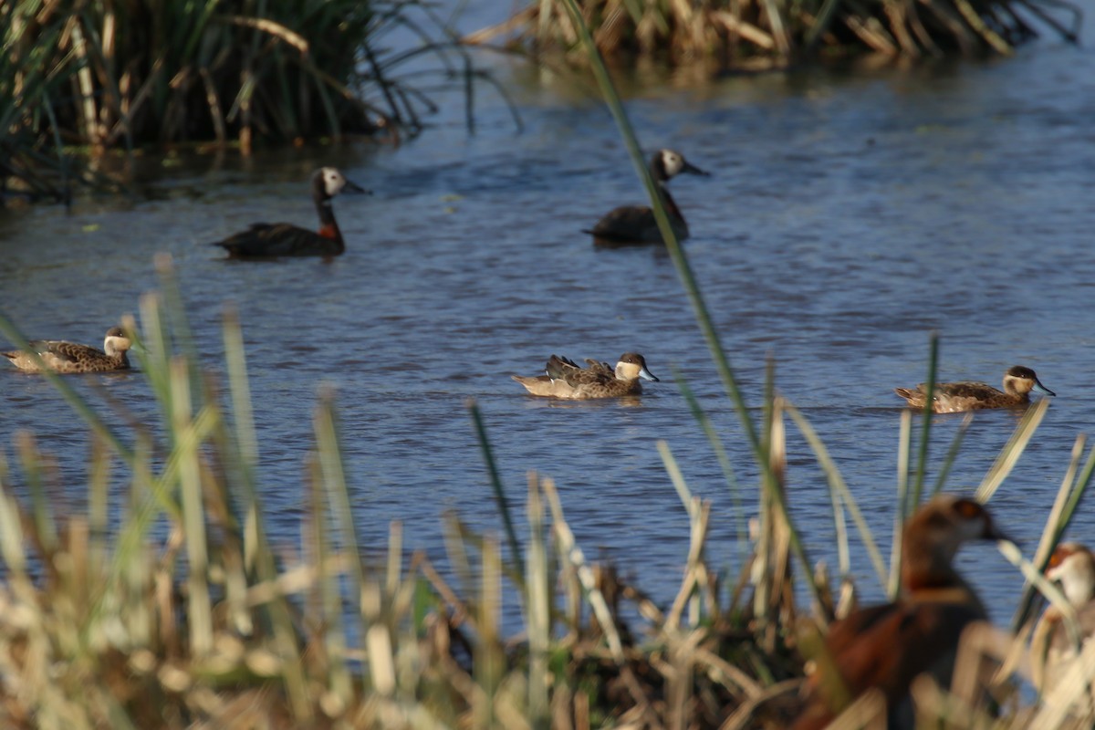 Blue-billed Teal - ML315396761