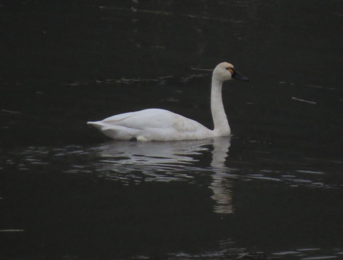 Tundra Swan - ML31539731