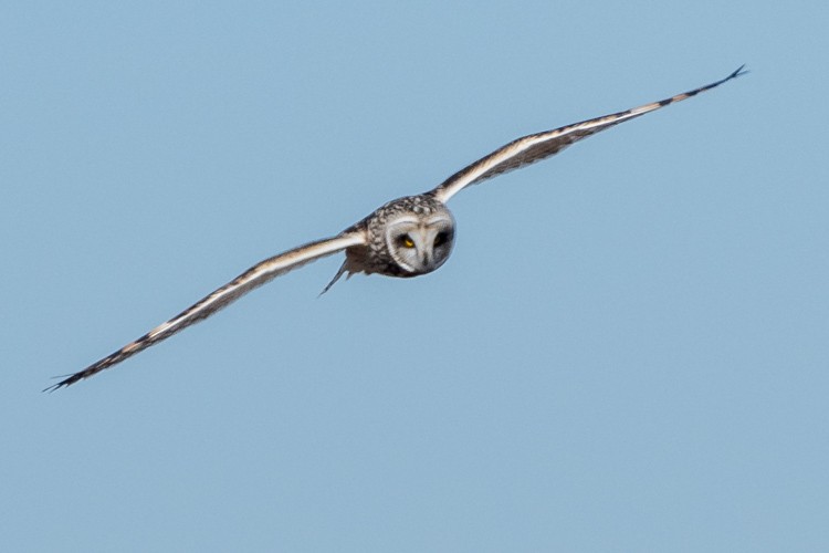 Short-eared Owl - ML315397311