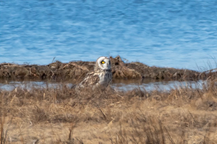 Short-eared Owl - ML315397321