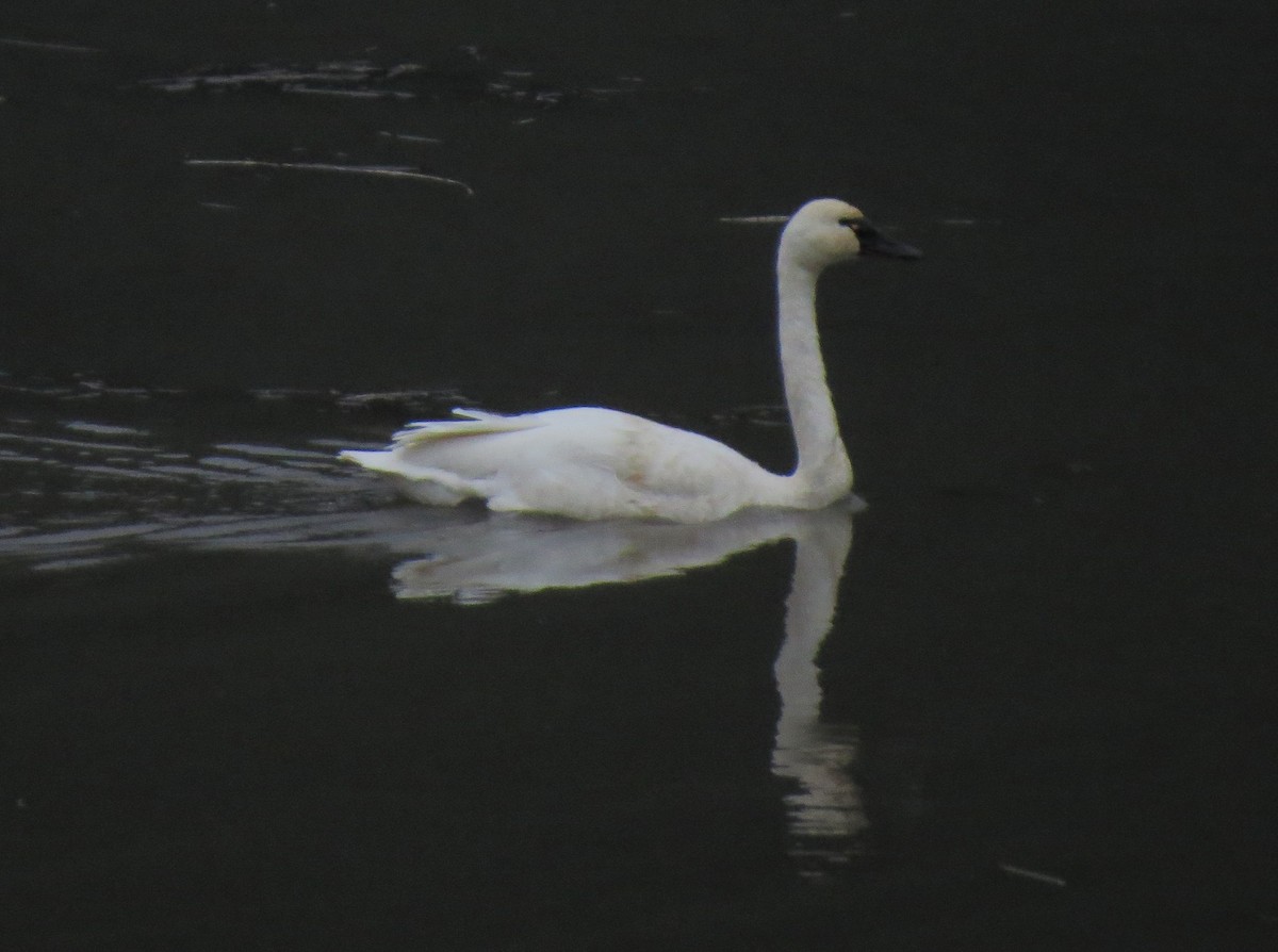 Tundra Swan - ML31539741