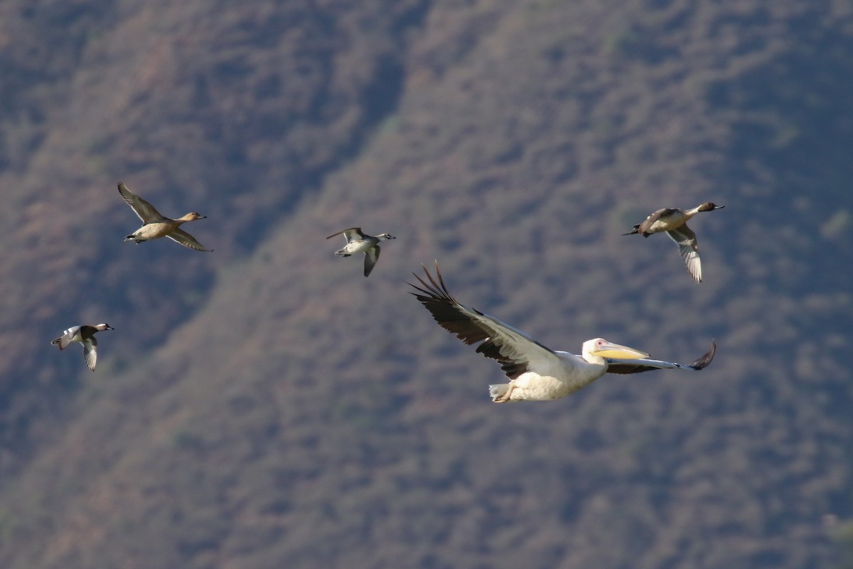 Great White Pelican - Fikret Ataşalan