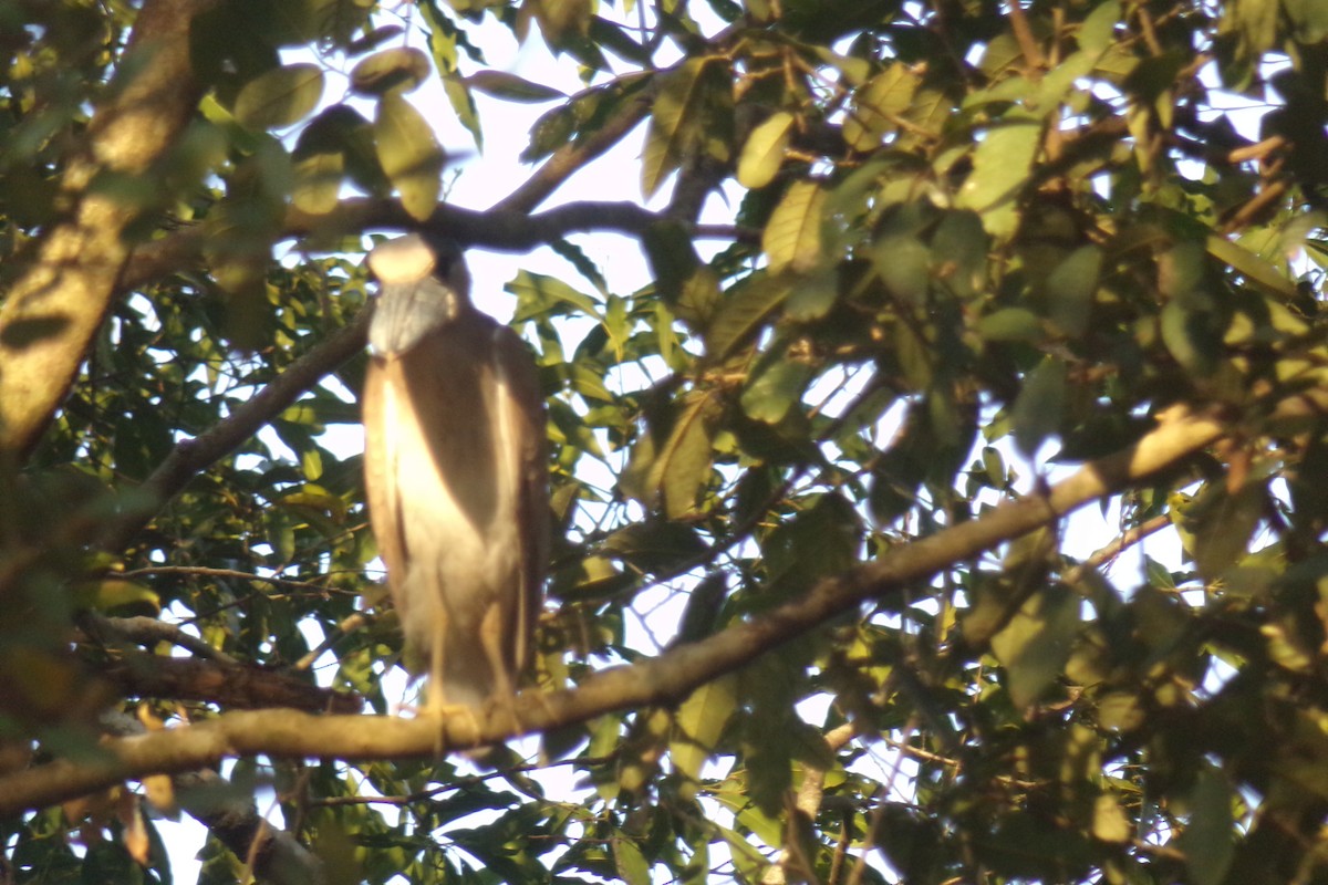 Boat-billed Heron - ML31539761