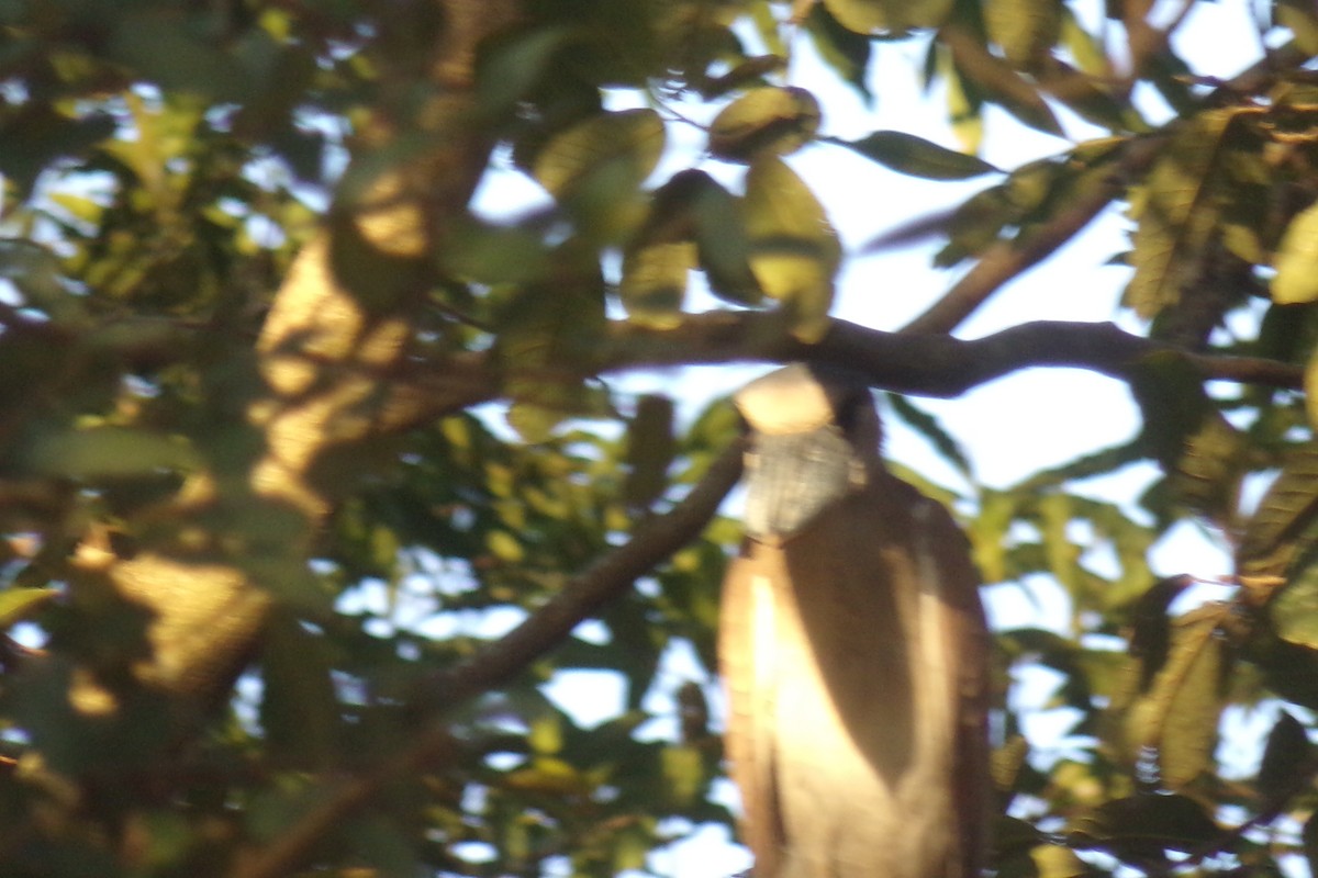 Boat-billed Heron - ML31539851