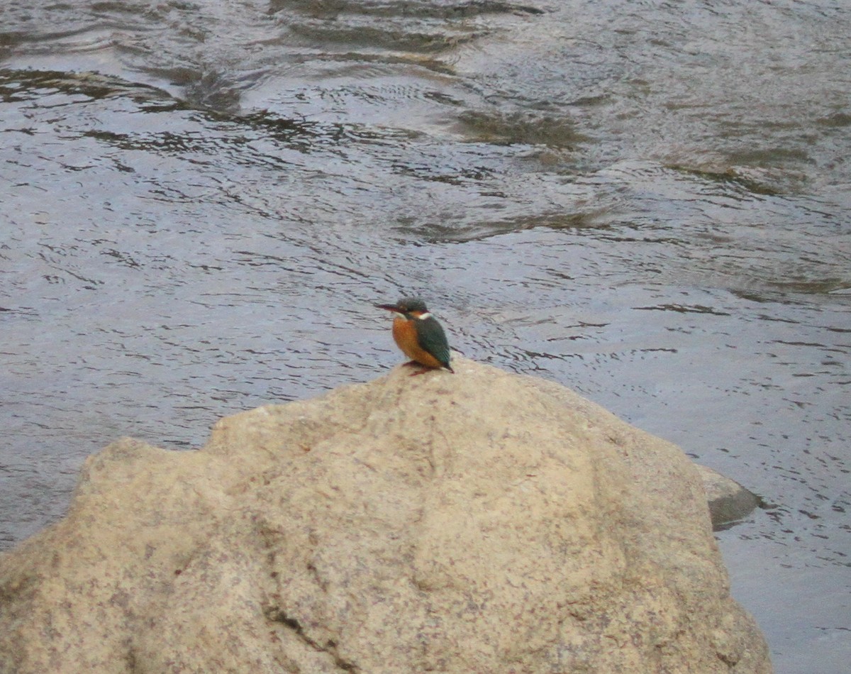 Common Kingfisher - ML315399991