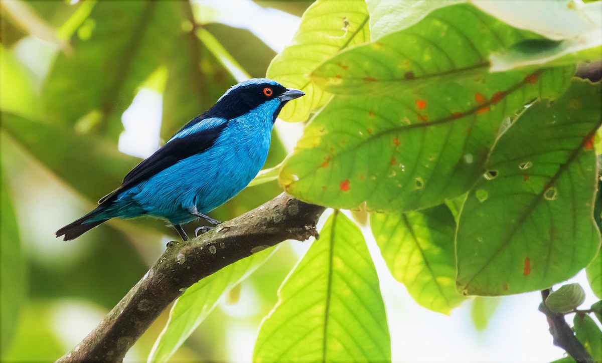 Turquoise Dacnis - ML315400351