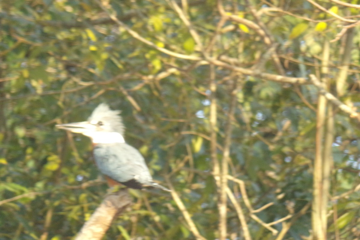 Ringed Kingfisher - ML31540091