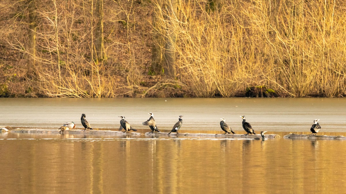 Great Cormorant - ML315401171