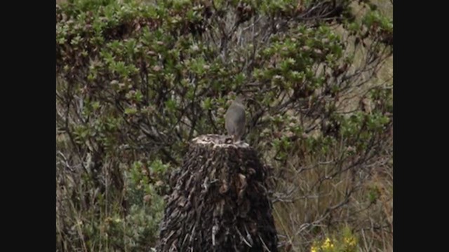 Tawny Antpitta - ML315401791