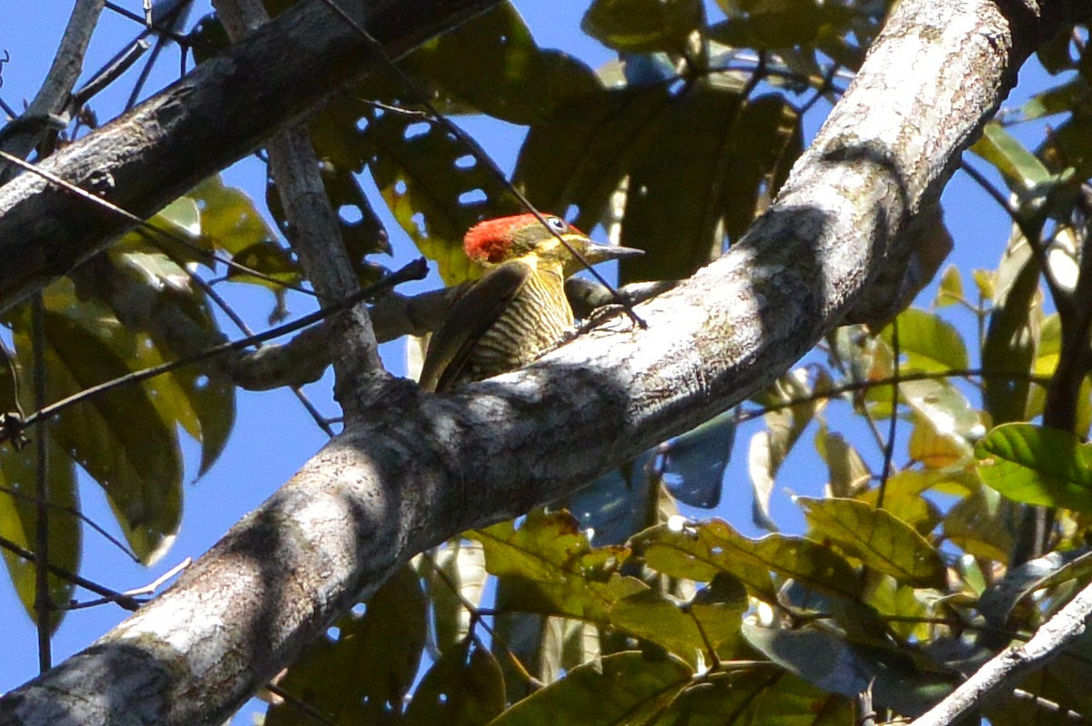 Golden-green Woodpecker - ML315402511