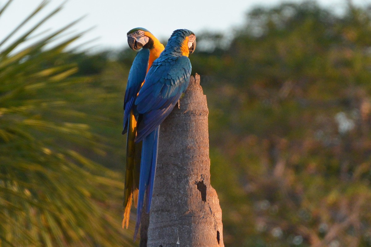Blue-and-yellow Macaw - ML315402681