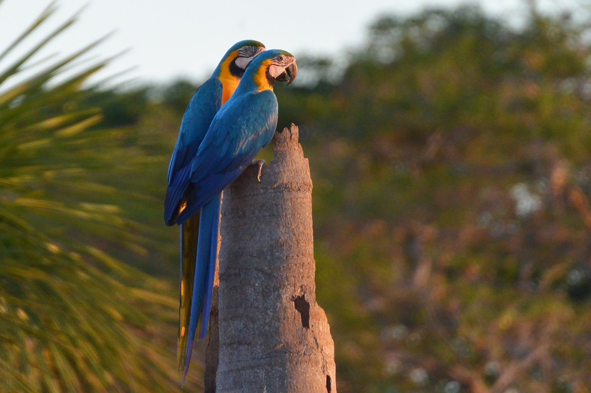 Blue-and-yellow Macaw - ML315402691