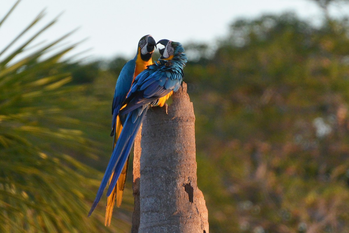 Blue-and-yellow Macaw - ML315402701