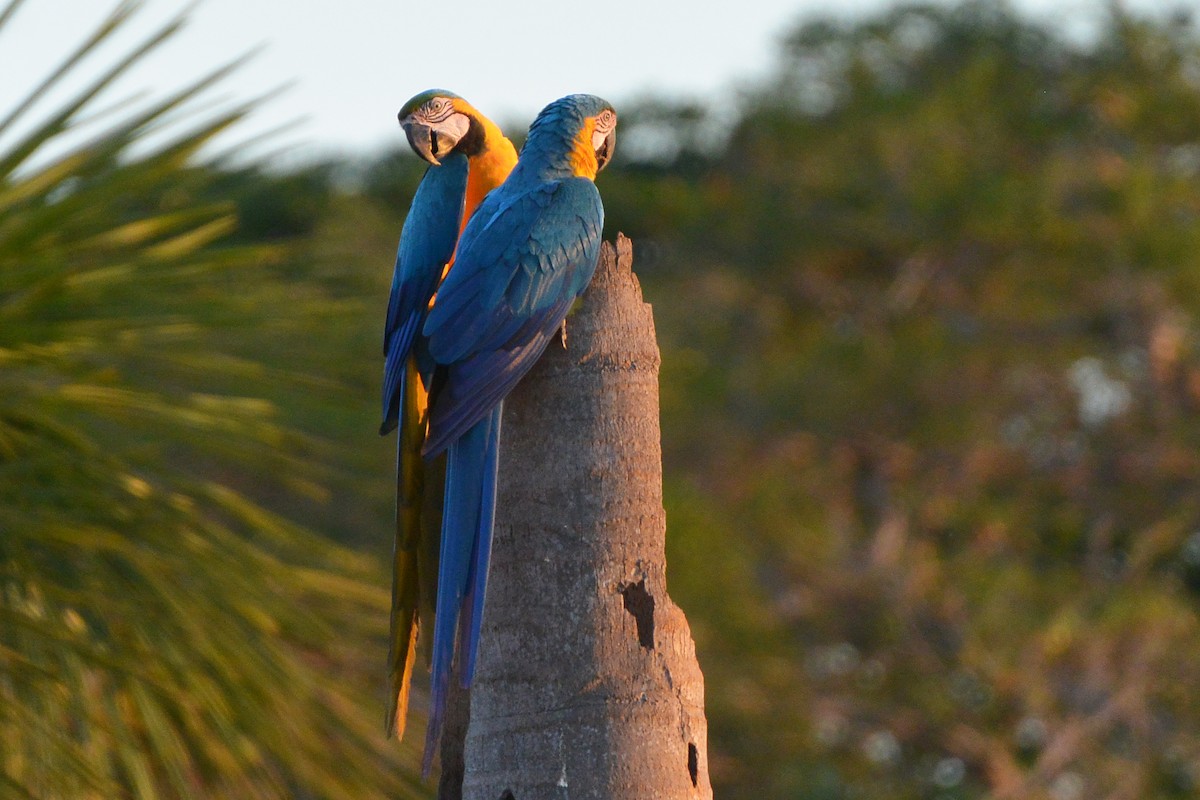Blue-and-yellow Macaw - ML315402711