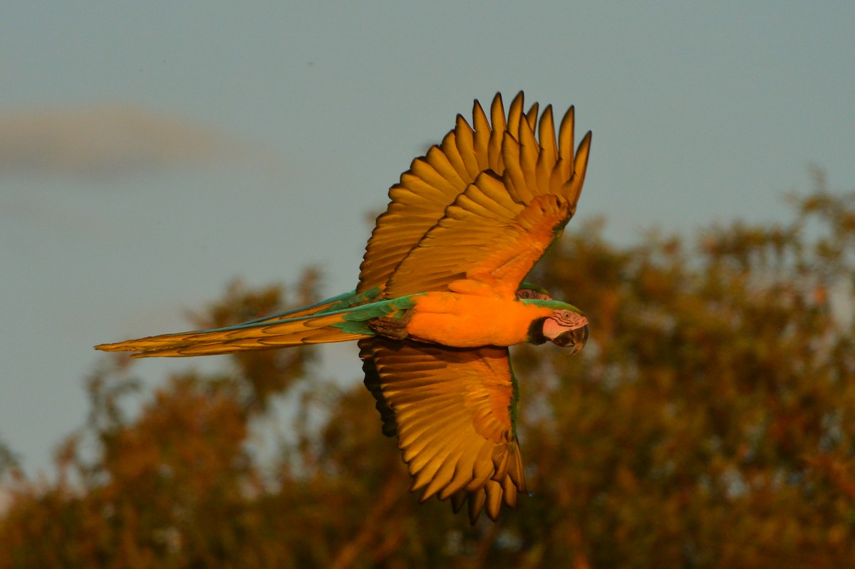 Blue-and-yellow Macaw - ML315402751