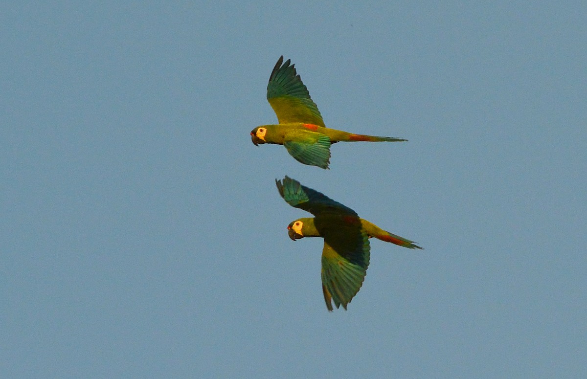 Blue-winged Macaw - ML315402771