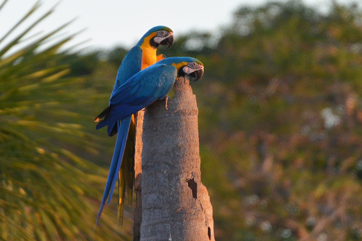 Blue-and-yellow Macaw - ML315402781