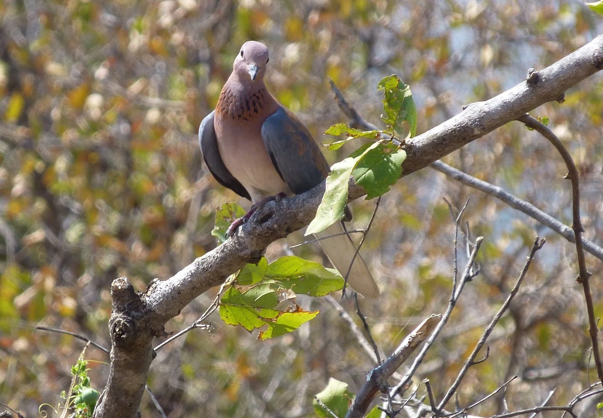 Laughing Dove - Pat McKay