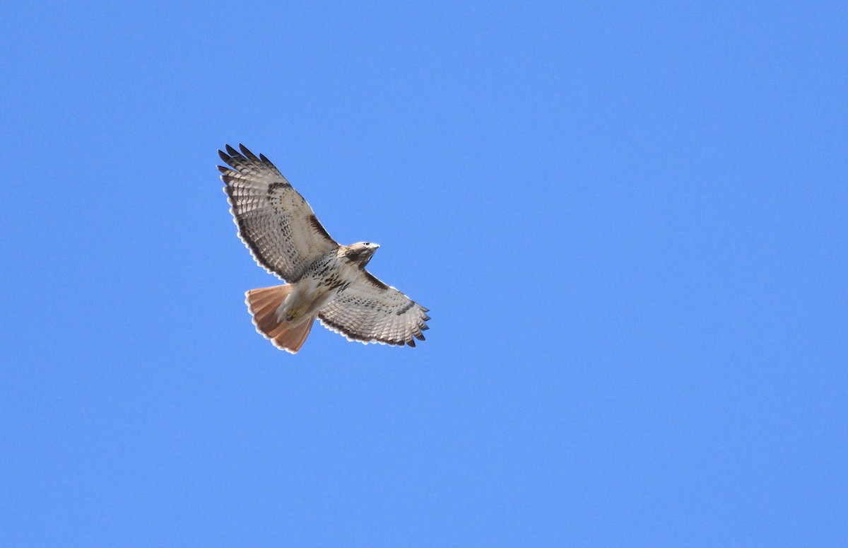 Red-tailed Hawk - ML315403421