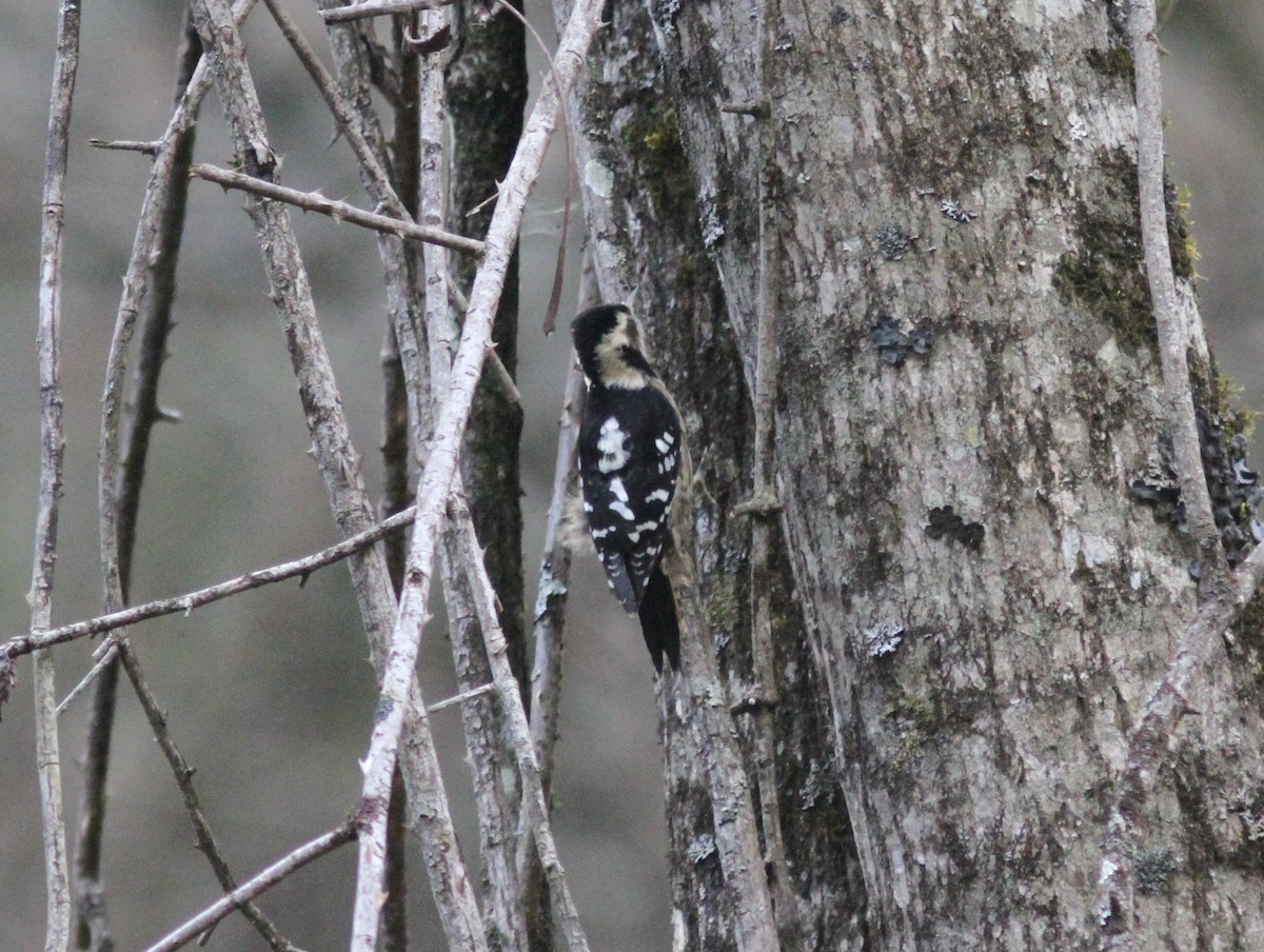 Gray-capped Pygmy Woodpecker - ML315405031