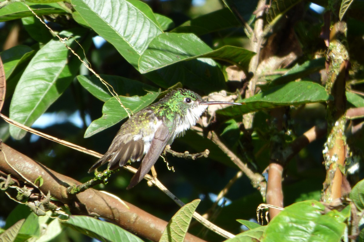 kolibřík andský - ML315406391